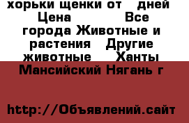 хорьки щенки от 35дней › Цена ­ 4 000 - Все города Животные и растения » Другие животные   . Ханты-Мансийский,Нягань г.